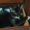 katrina_goforth